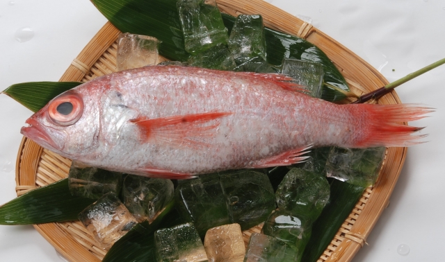 おかだけ 赤鯥 あかむつ Blackthroat Seaperch 漢字で 赤鯥 英語で Blackthroat Seaperch Rosy Seabass 喉黒 ノドグロ と呼ばれることが多い 名前の由来は喉 口の中 が黒いからである アカムツと呼ばれるが ムツとは全く違う魚 9月食の