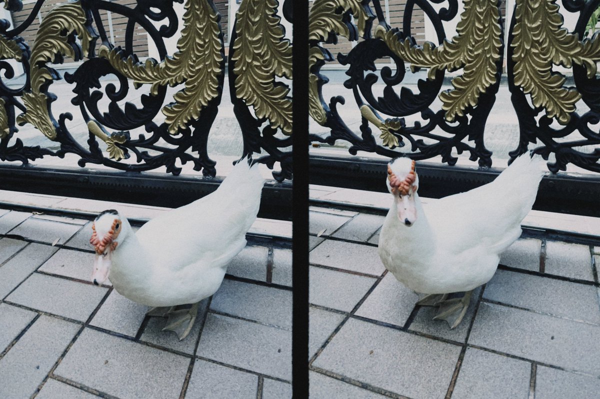 rogerthejoi's tweet photo. หม่ามี้จับได้ว่าเจ้อไปแอบกินดินมาค่ะ https://t.co/7gBVssTGN8