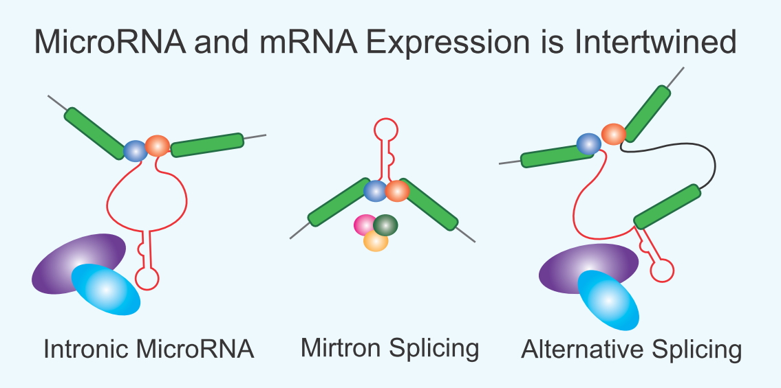 RaskoLab's tweet image. New review out in @Biomed_MDPI - Splice and Dice: Intronic microRNAs, Splicing and Cancer
mdpi.com/2227-9059/9/9/…
 #Introns #microRNA #splicing #cancer