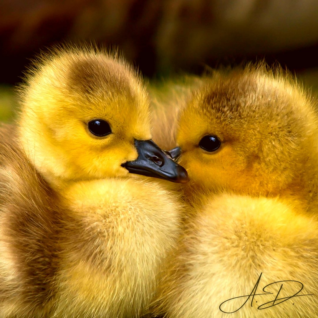 angiedeanmusic's tweet photo. Happy Monday!
Here is a bit of cute cheer to brighten up your day π₯°π₯
What makes you smile?
Angie... x πΊπ΅πΉπ€
#AngieDean #AngieDeanMusic #blonde #glamorous #cute #ducklings #animals #cuteanimals #happyMonday #music #musician #jazz #pop #pianist #piano #vocals #vocalist https://t.co/0uEGX9RO8T