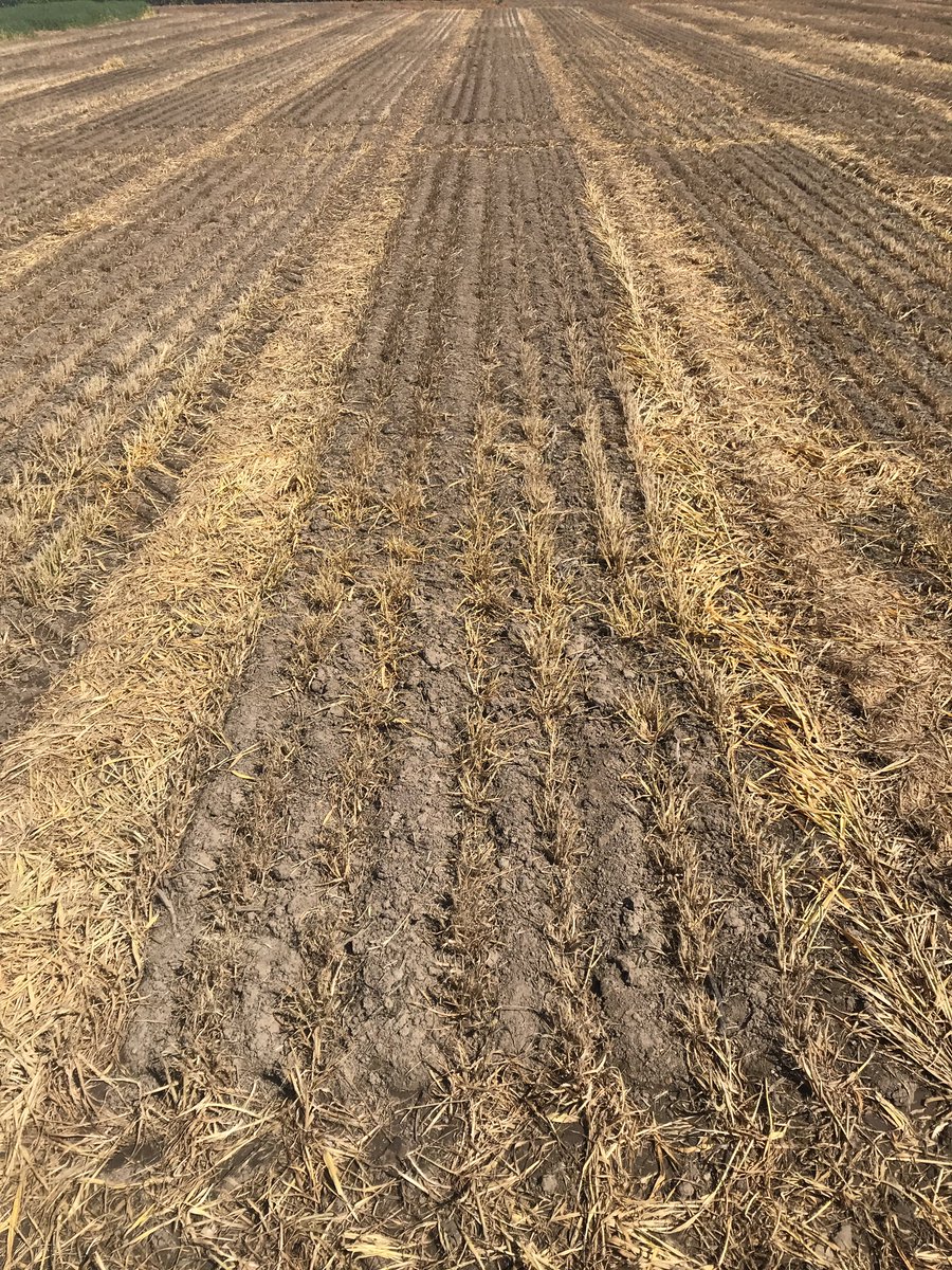 James Manson (@trialsofjmanson) on Twitter photo After waterlogging damage should you re-sow in spring or leave fallow? If sowing, which crop, what agronomy? Adding some more data to whatās known, collating old work, and putting it all in one place to help you next time we get a 2021. Ask <a href="/aamourgis_sfs/">Ashley Amourgis</a> for info <a href="/SouthernFS/">Southern Farming Systems</a> After waterlogging damage should you re-sow in spring or leave fallow? If sowing, which crop, what agronomy? Adding some more data to whatās known, collating old work, and putting it all in one place to help you next time we get a 2021. Ask <a href="/aamourgis_sfs/">Ashley Amourgis</a> for info <a href="/SouthernFS/">Southern Farming Systems</a>