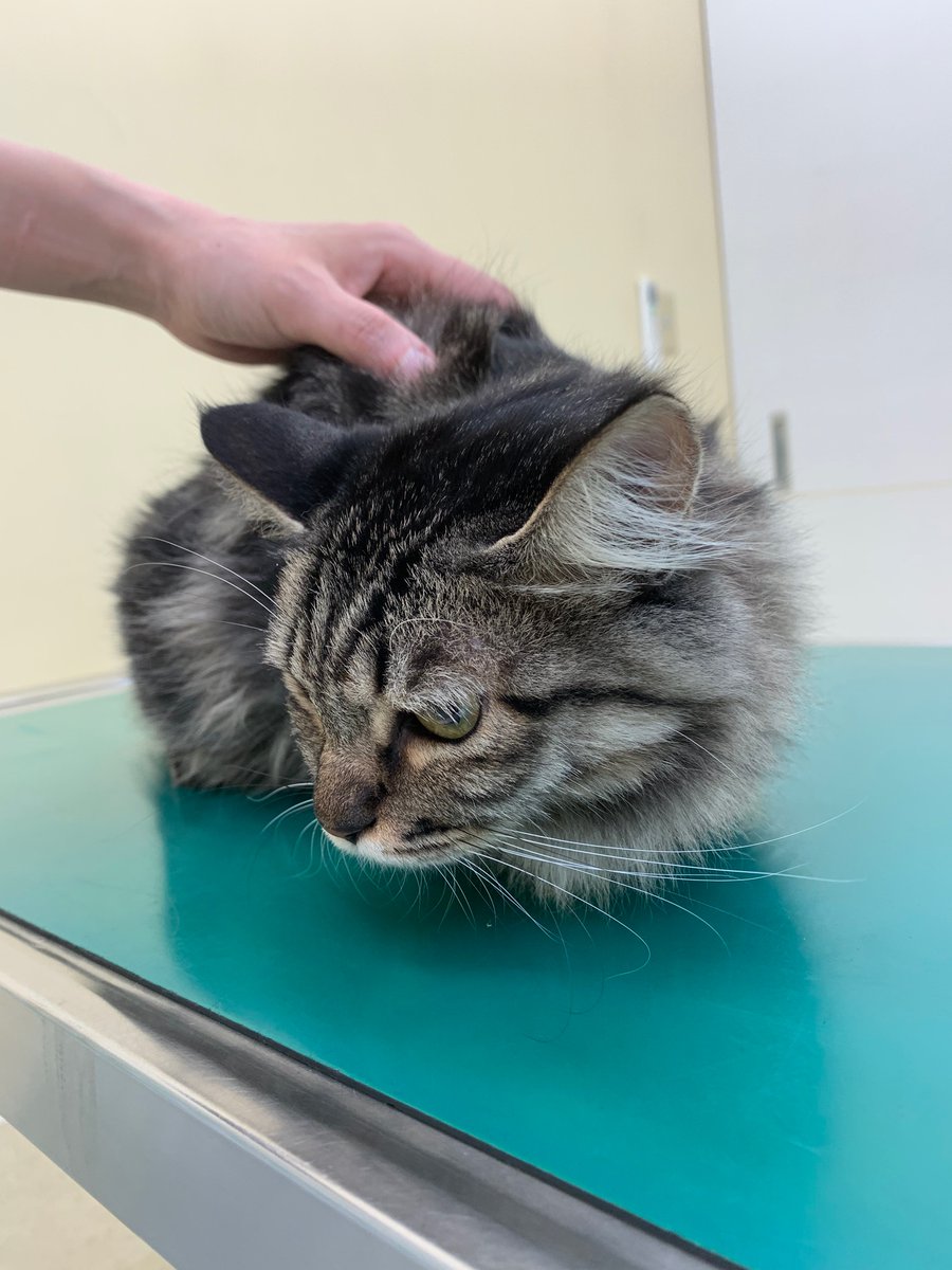 猫風邪 - Twitter Search