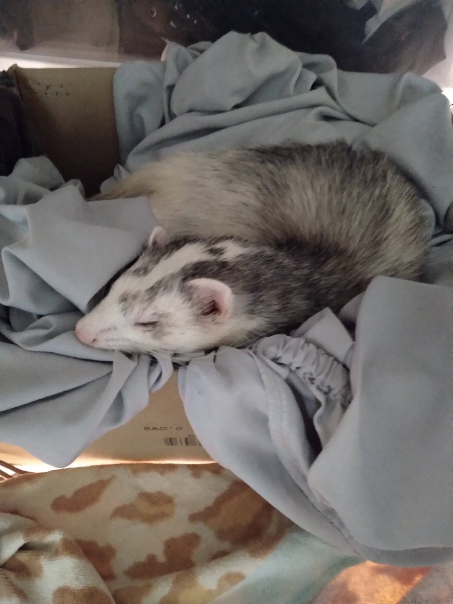snake_haven's tweet photo. Sleep tight! https://t.co/qb8C8NDacX