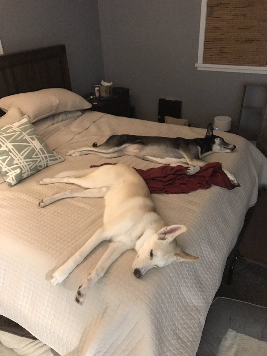 chelsimarolf's tweet photo. @hero_husky Bedtime 🖤🤍 https://t.co/EowutTasYN