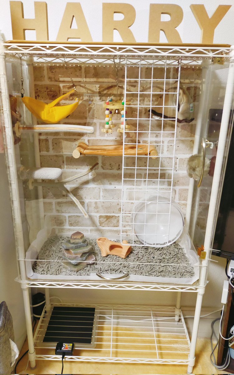 家に来て1週間も経たない間に部屋んぽしまくり、おりこうさんでだいぶ