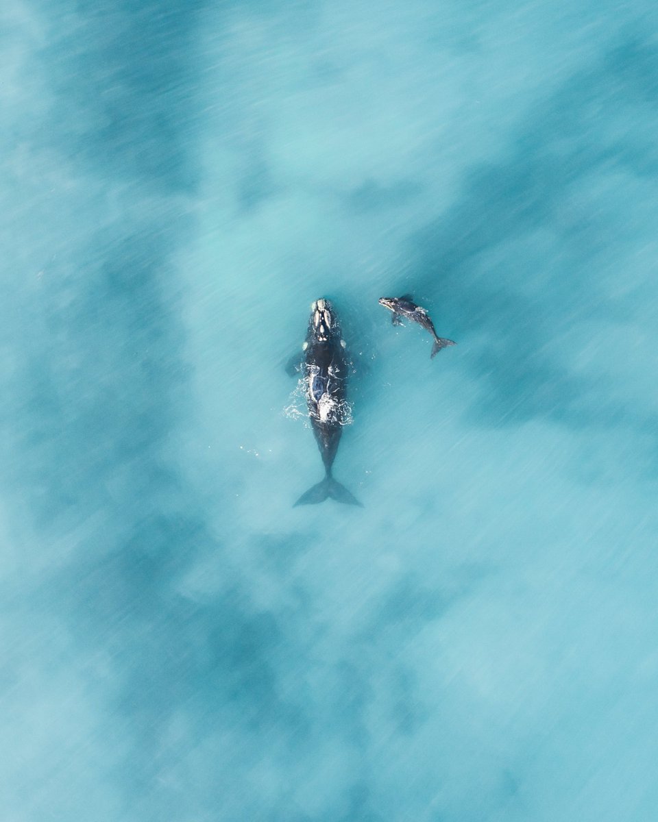 jaxon_robertsss's tweet photo. Gentle Giants 🐋 https://t.co/soCFhsNG43