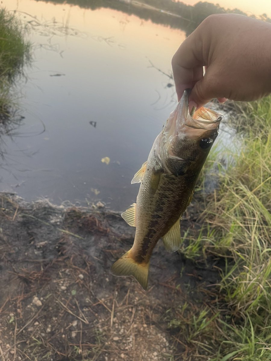 Beginning of the school year has made it tough for me to be on the lake. Managed one little one tonight in the hour that I snuck out. Enjoyed it!