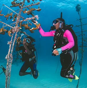 Since 2007, Coral Restoration Foundation has returned more than 130,000 critically endangered corals back to Florida's Coral Reef. That's about 10k Coral Reefs per year! 20% of @PopKoiNFT goes to @coralcrf #OceanConservation #Coralreefs