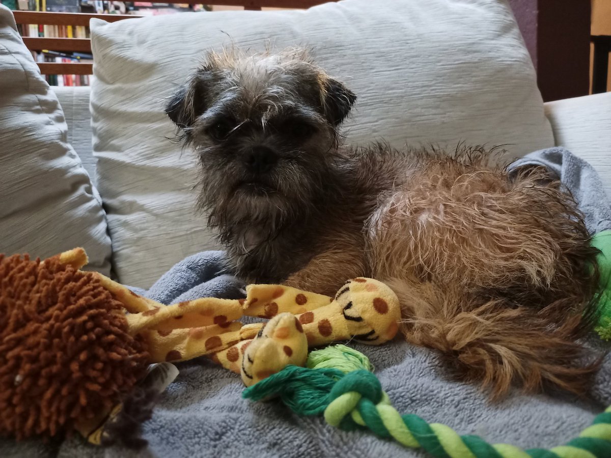 RuminatingO's tweet photo. @JoJoFromJerz This is Niko aka Gremlin aka Fuchi. We adopted him a week ago. He is the best cuddler and is great with my two year old. https://t.co/65oKYqOPxL