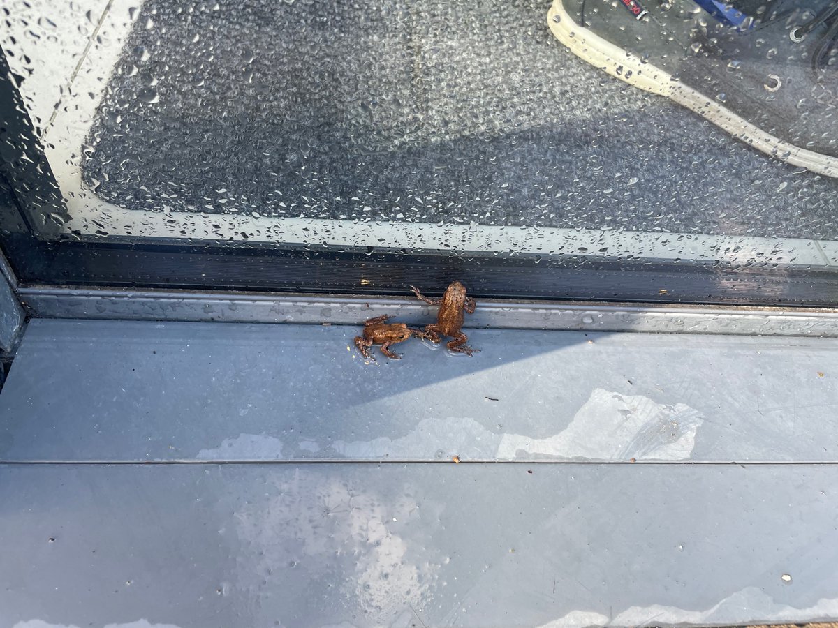 WriterFaye's tweet photo. You’ve got to be kidding me. There’s MORE?! Time for a Tupperware and a trip to the river, my friends #toadgate #getoutofmykitchen https://t.co/PquaUiYvtD