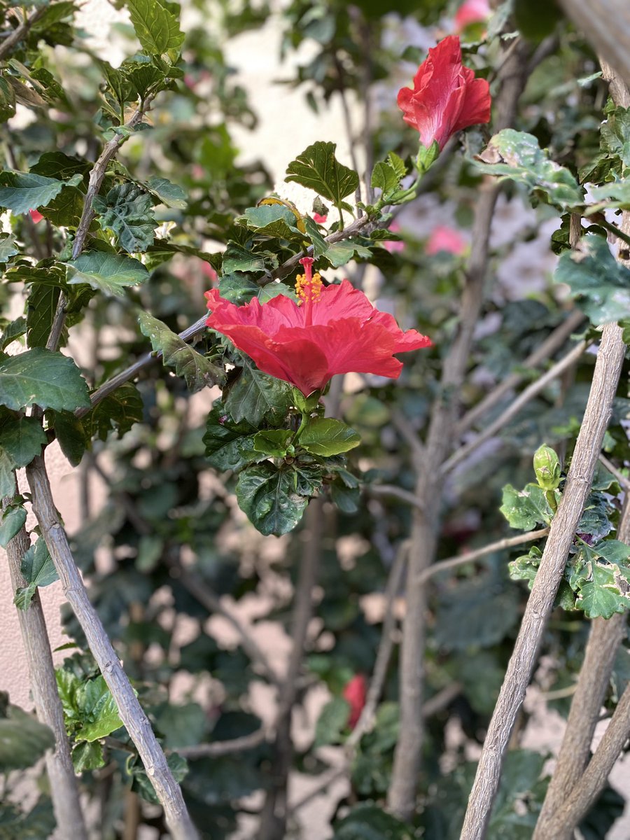 IH_K11's tweet photo. @stcpay_ksa 

 #بطل_المرحلة https://t.co/2Lf6GkN6Pd