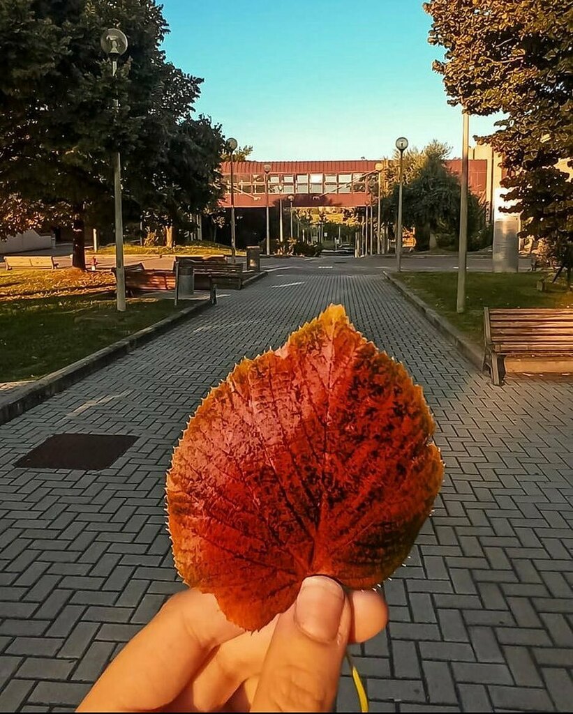 Dimmi che è arrivato l’autunno a #unitorvergata 🍂 
• • • 
📸 @_m.claire_ 
#torvergata #torvergatauniversity #letteretorvergata #student #campuslife #università #university #studyinrome #universityofrome