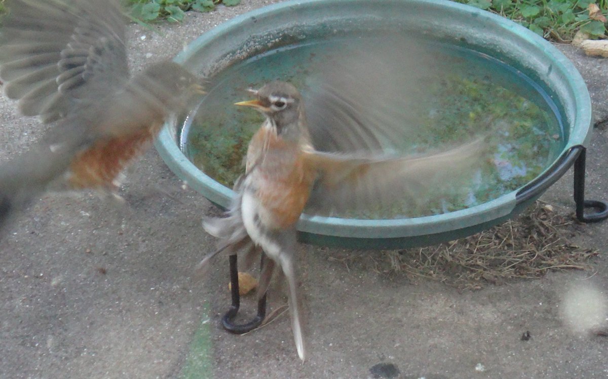 Bird fight! #birds #backyard #backyardwildlife #wildlife #wildlifephotography #BirdFight #NaturePhotography #nature #naturelover #naturelovers #birding #birdwatching