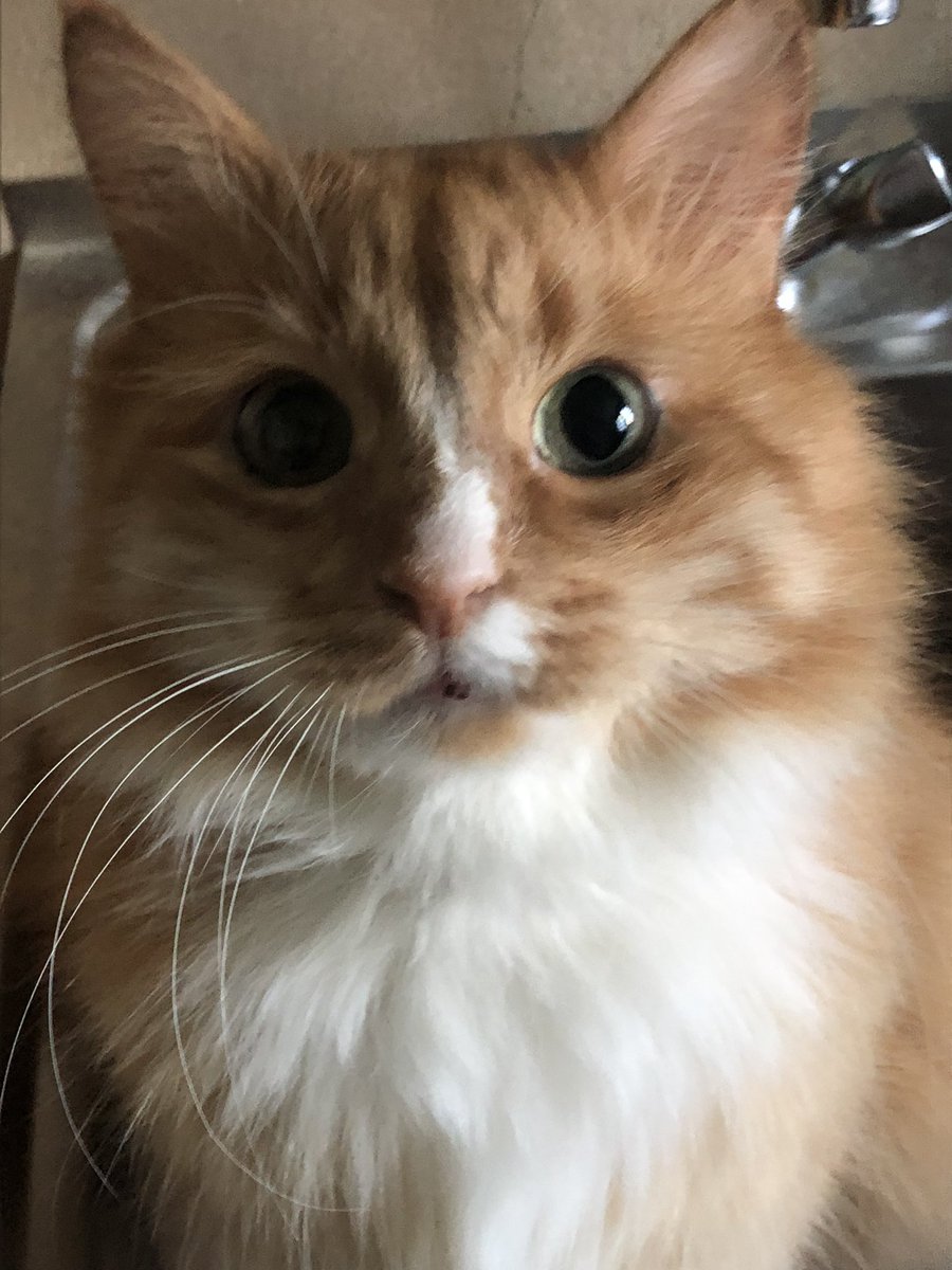 ScreamingSassy's tweet image. i am plate