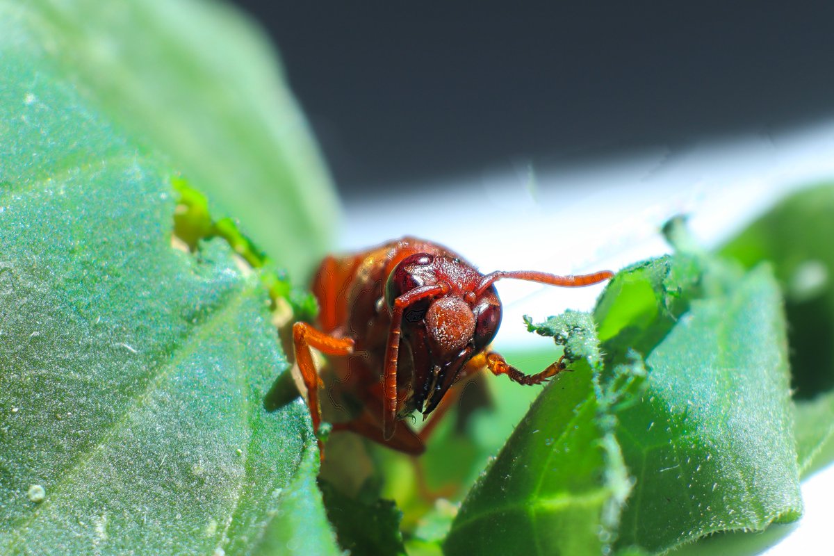 TorbenGetterma2's tweet photo. Bumped into this little fella munching happily on some green leaves.. #bugonaleaf #bugs #macrophotography https://t.co/E6edOkYdtt