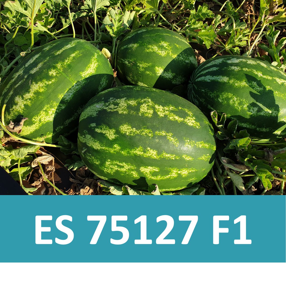 ErgonSeed's tweet photo. During our visit to the watermelon fields in June we saw many watermelon varieties and we are very excited about our new crimson sweet watermelon variety ES 75127 F1! For more info please check our website! #watermelonseed https://t.co/RpCVWQO8i7
