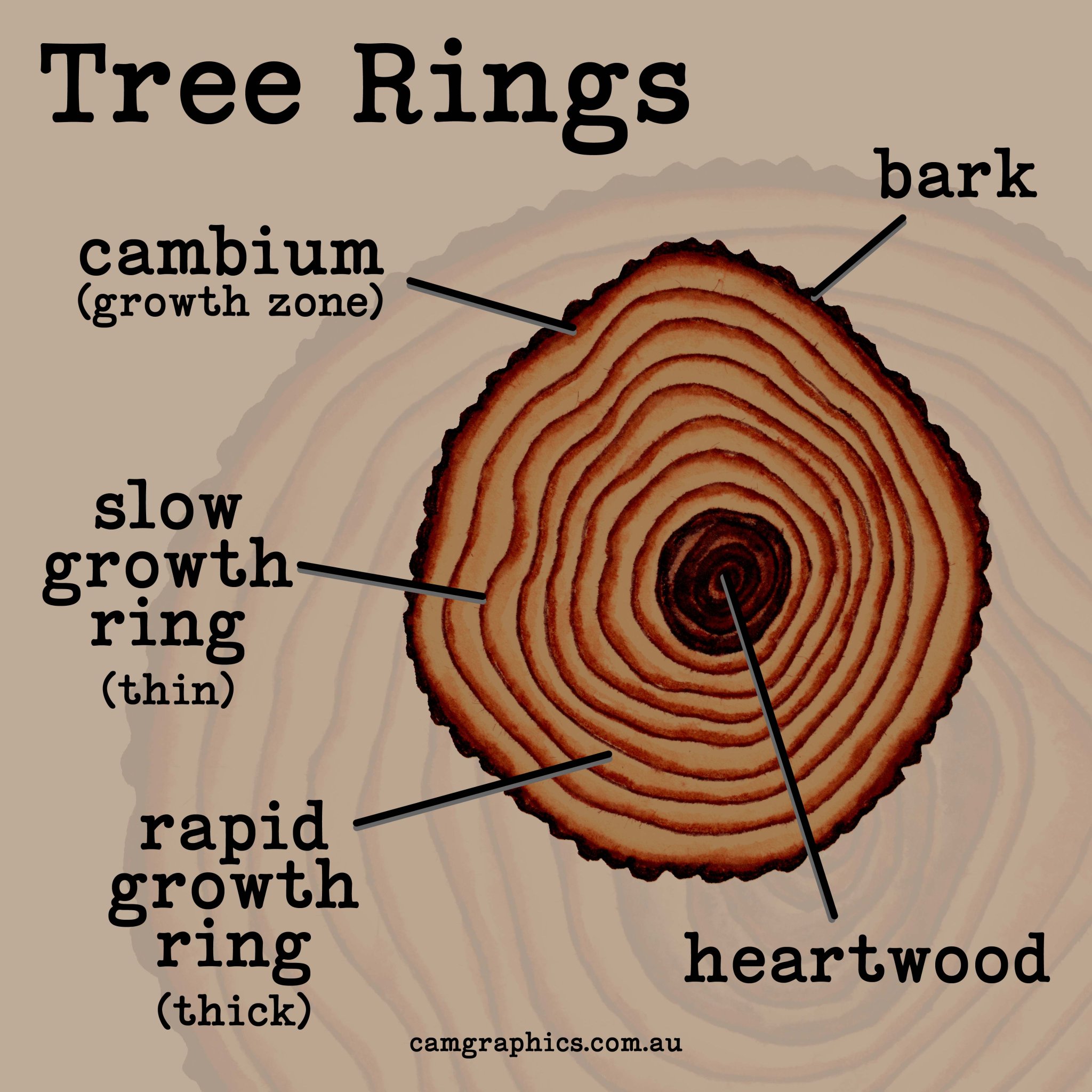In tree rings, like those shown, each 