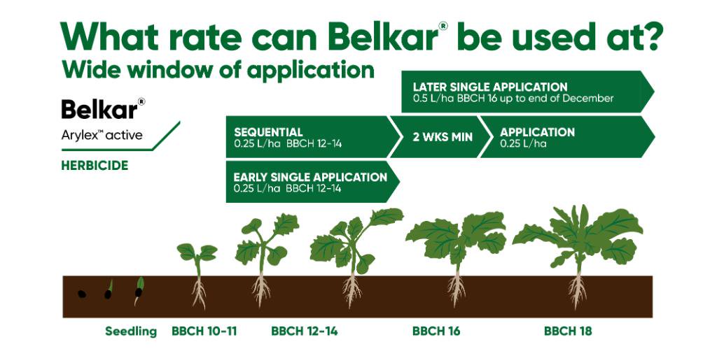 #Belkar® is a post-emergence autumn applied herbicide for use on winter oilseed rape. It contains #Arylex™ active, a new active ingredient for OSR, together with picloram.  
The flexible window of application runs from September to the end of December 👉 corteva.co.uk/belkar