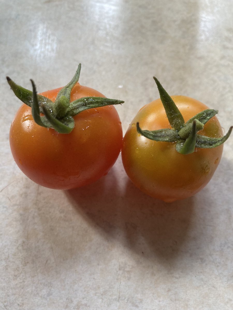 First home grown tomatoes this year tiny but delicious