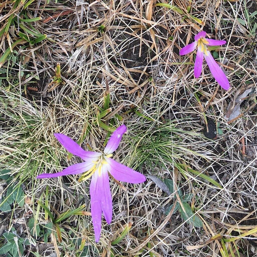 untrasplantado's tweet photo. “A por vuestras pequeñas victorias!, en pequeñas batallas contra uno mismo, que a la larga nos lleven a un gran victoria en la guerra personal por llegar a la mejor versión de uno mismo.”
La flor espanta pastores. Un trasplantado.
Link en bio
https://t.co/sKaNHRvKHP
#diariod… https://t.co/QKYIsyFAAZ