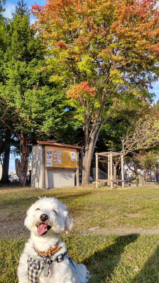 alto0530's tweet photo. 今日は混合ワクチンを接種してきました💉１日安静なので、お散歩は近所の公園で我慢😖
紅葉がキレイでした✨

#混合ワクチン
#近所の公園
#紅葉 https://t.co/bCZxw0Gb6Y