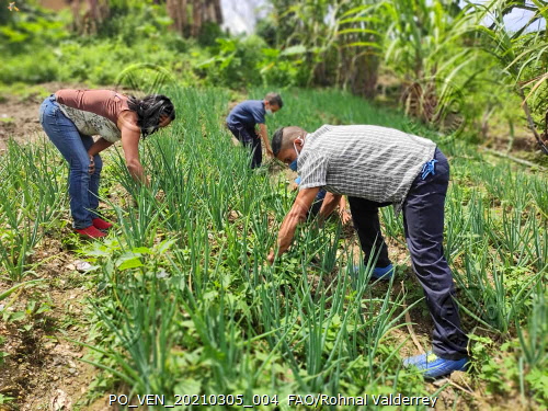 FAOScienceChief tweet picture