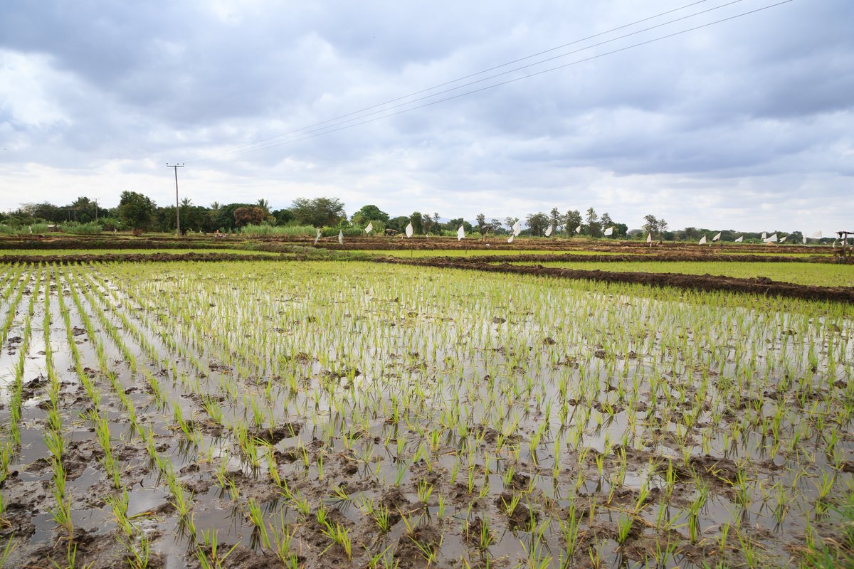 FutureAgrics's tweet photo. 🌾 Increase #rice yields
💰 Reduce production costs
🍽️ Address #foodinsecurity

SRI interventions in #Tanzania can do it all, but are increasingly less adopted... This calls for a new approach. More in our new blog (&amp; Working Paper!): https://t.co/ddeIrI9ufv https://t.co/odc2prvU9J