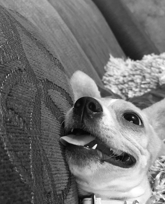 Las ver&eacute; en el cielo esperando volver a jugar con ustedes y darles besitos 🤍 https://t.co/bZw4ZZpYPP<a href="/tag/nuevafotodeperfil"class="tags"><span>#nuevafotodeperfil</span></a>