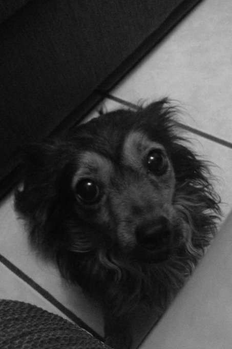 Las ver&eacute; en el cielo esperando volver a jugar con ustedes y darles besitos 🤍 https://t.co/bZw4ZZpYPP<a href="/tag/newprofilepic"class="tags"><span>#newprofilepic</span></a>