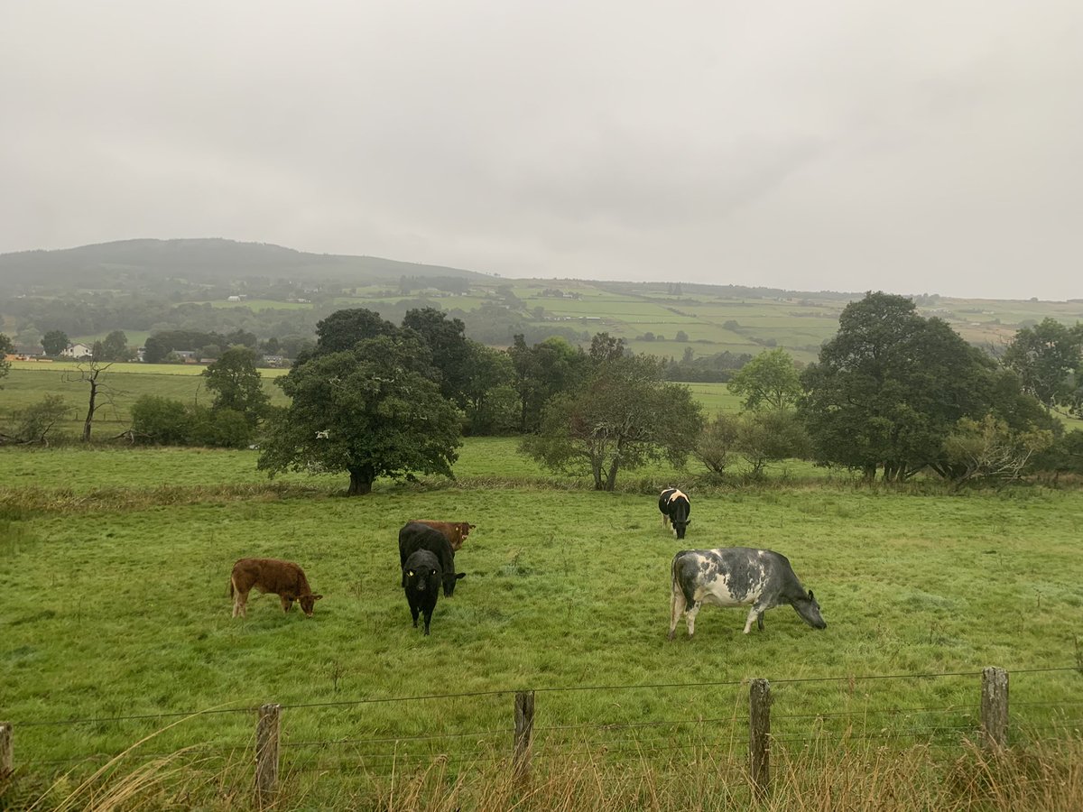 Maree Todd tweet media