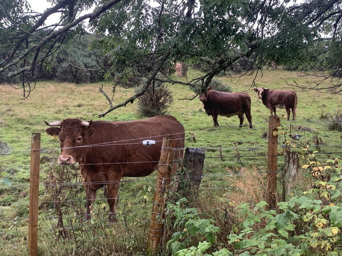 That’ll be the rain on! If cows could laugh I think they’d find today’s #dailymile amusing #drookit 

Stay strong folks 😊💪❤️🏃‍♀️