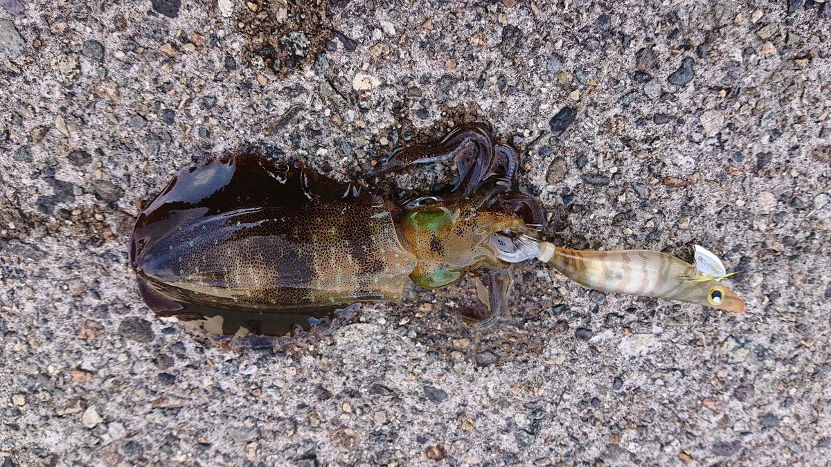 アオリイカの沖漬け