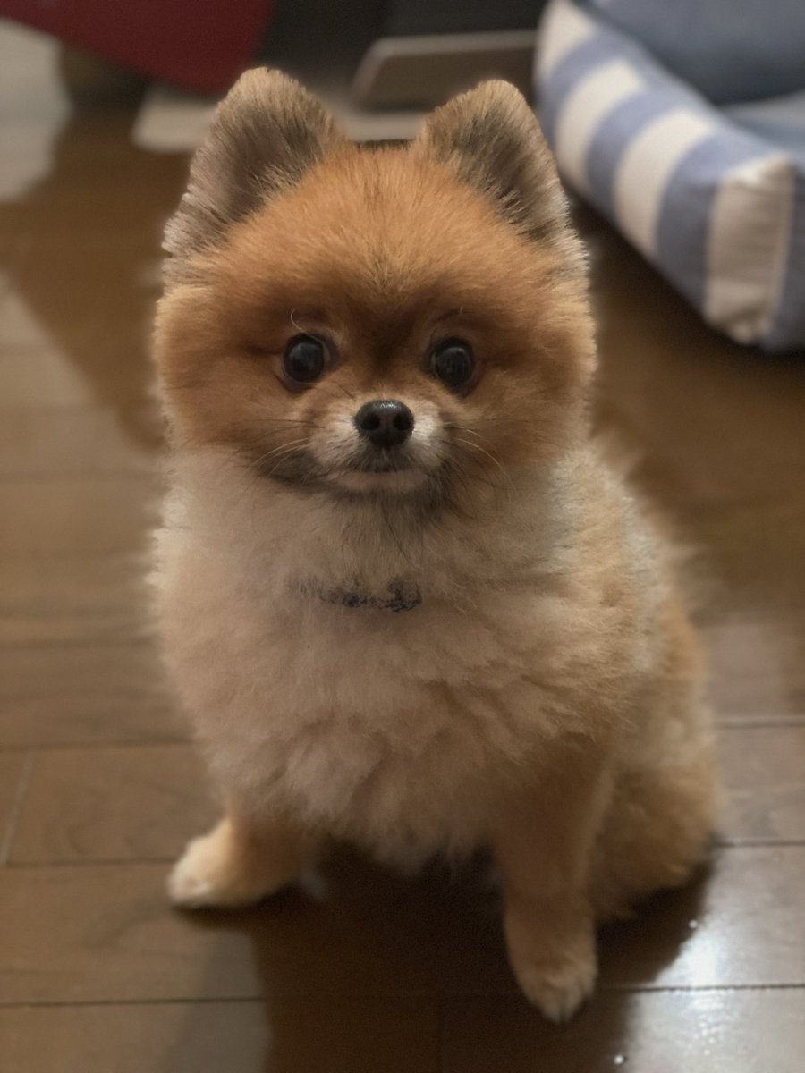 ぺとるとん 犬も猫も 人も大好き V Twitter 友達が ペットショップで買っちゃった ごめん って え 動悸がして血がざわざわした けど そう思ってくれるだけでも進歩 早く ゆっくりしっかりブリーダーサイト作りたい そして 本来の目的である保護犬