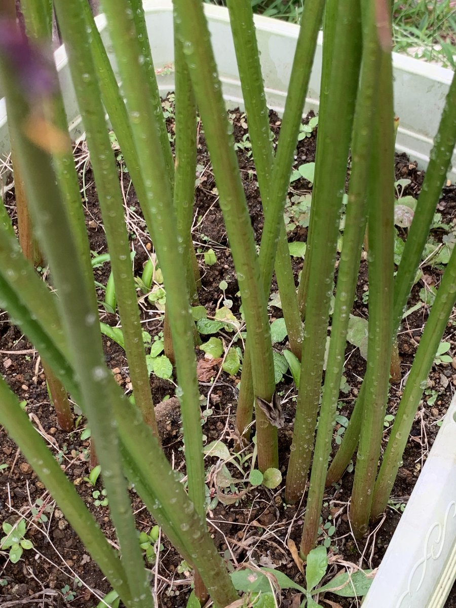 逢樹ひろ 何年か前にハマオモトヨトウに卵生みつけられてその年は本当に幼虫の駆除大変だったしプランター一個分食われたので それ思い出したらもう無理 ってなってバイバイした ごめん でも無理