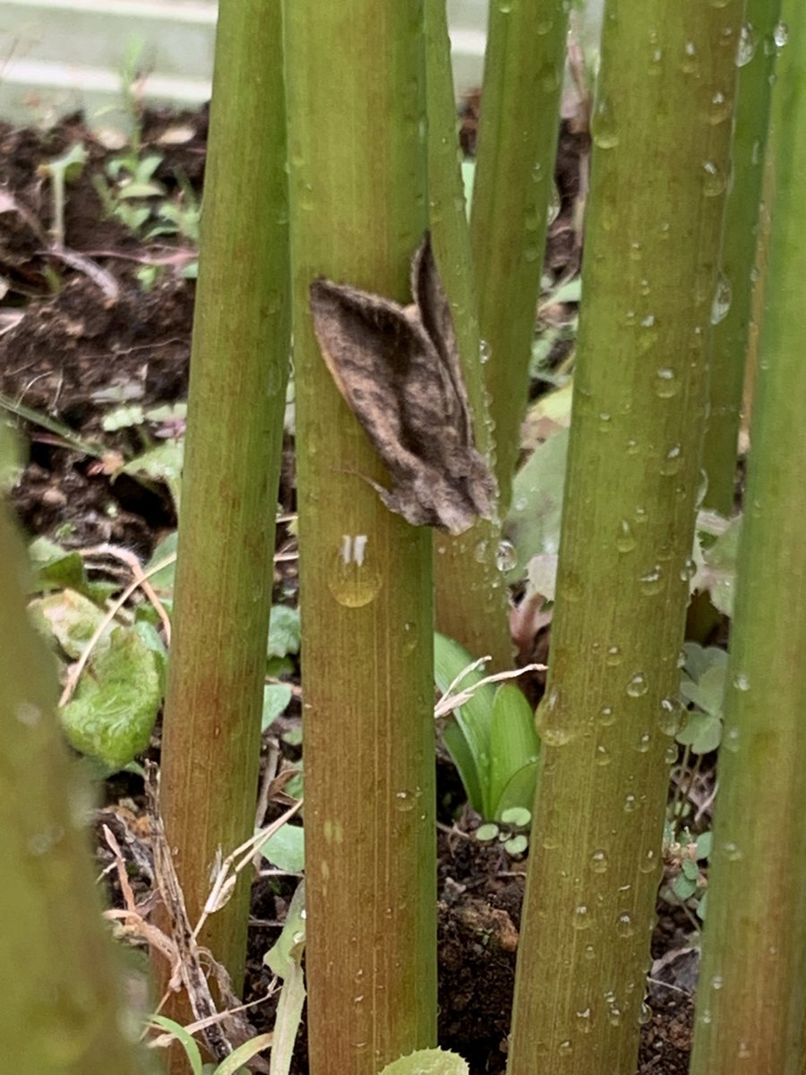 逢樹ひろ 何年か前にハマオモトヨトウに卵生みつけられてその年は本当に幼虫の駆除大変だったしプランター一個分食われたので それ思い出したらもう無理 ってなってバイバイした ごめん でも無理