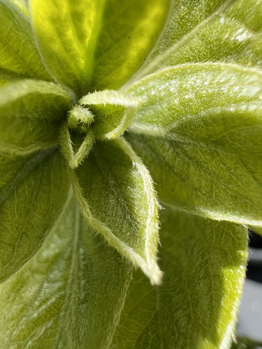 murrielle's tweet photo. Macro on #iPhone13Pro. Amazing 😲 https://t.co/eKffOay4y4