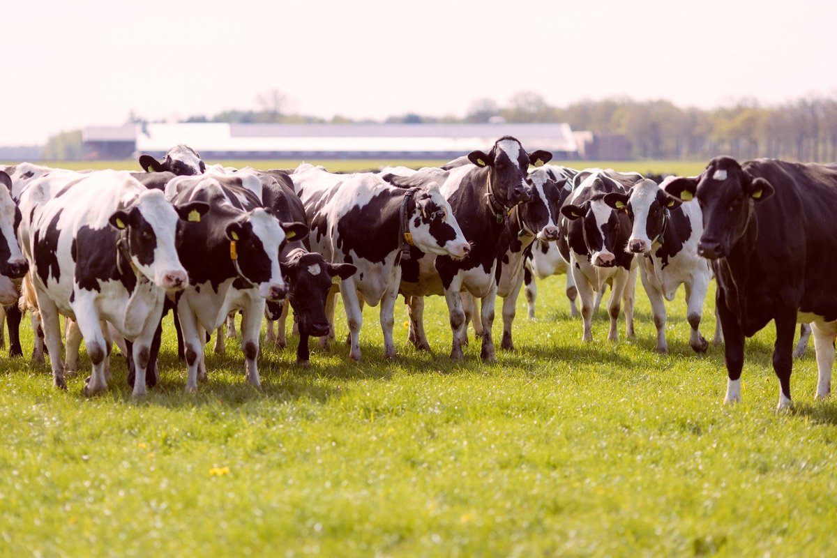 #Koeiemorgen!!! Maandag..... Eerst werkvergadering dames🤭☺️😀
Bedankt Giske Warringa👌
#koeblijboerblij #heerlijk #maandag #lekker #weer #met #zijn #allen #vergaderen 😁 #melknatuurlijk #MelkIsGoedVoorElk