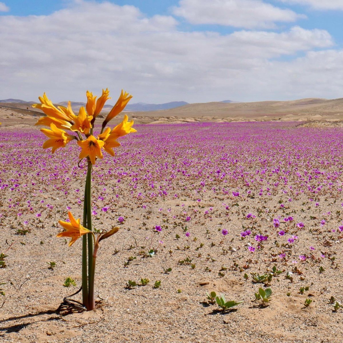 MaxMoralesChile's tweet photo. @OfficialDHam Give you a great gift and take a tour in the #FloweringDesert in Chile with @cactusexplorer … chile just opened the frontiers #covid https://t.co/4fVtsI2620