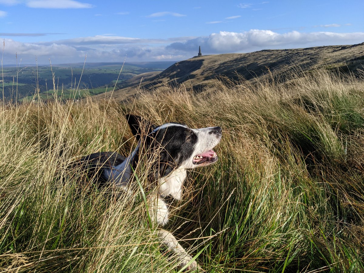 Search Dog Willow tweet media