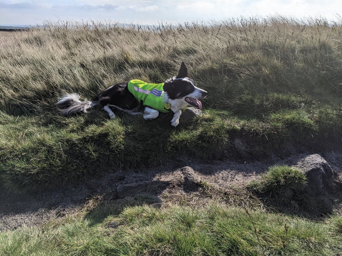 Search Dog Willow tweet media
