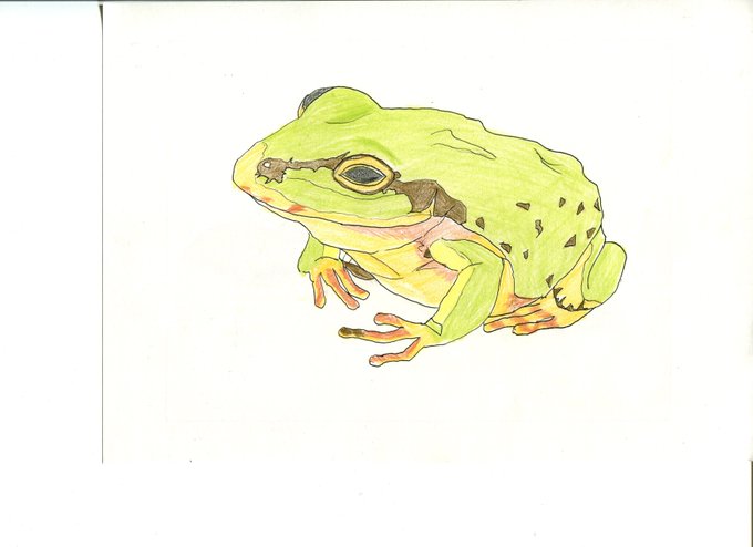 色鉛筆イラストのtwitterイラスト検索結果