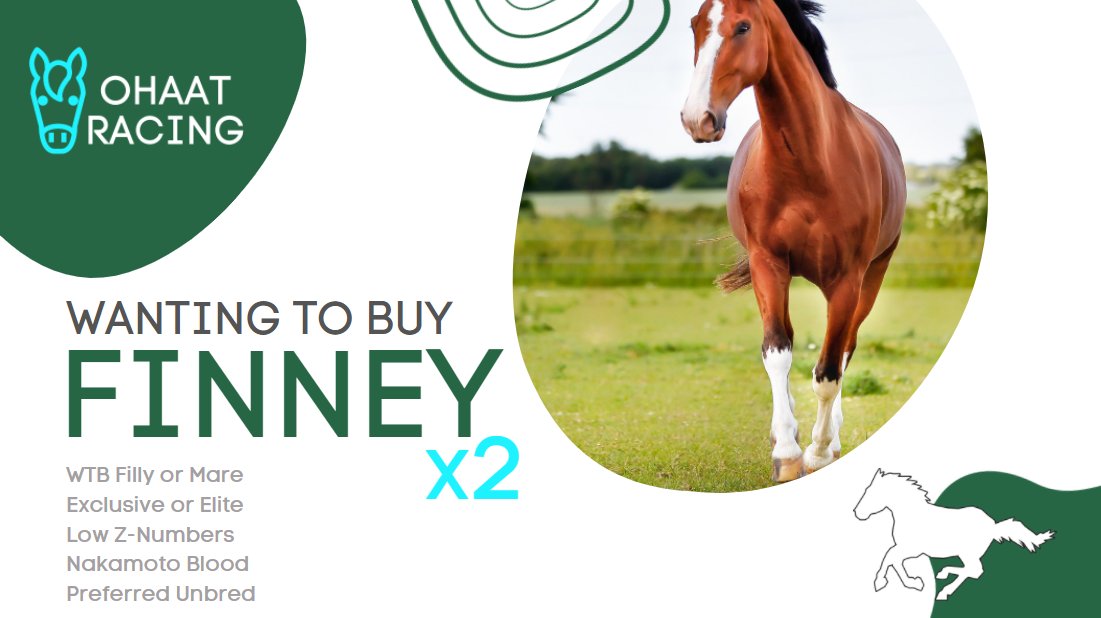 OHAATRacing's tweet photo. ⭐ Buying TWO Finney Exclusive or Elite (Filly or Mare) with single-digit Z#. Named or Raced is fine, but hoping for Unbred. DM me #whatyagot 🐴🐴 @zed_run https://t.co/GpDXHzAXtF