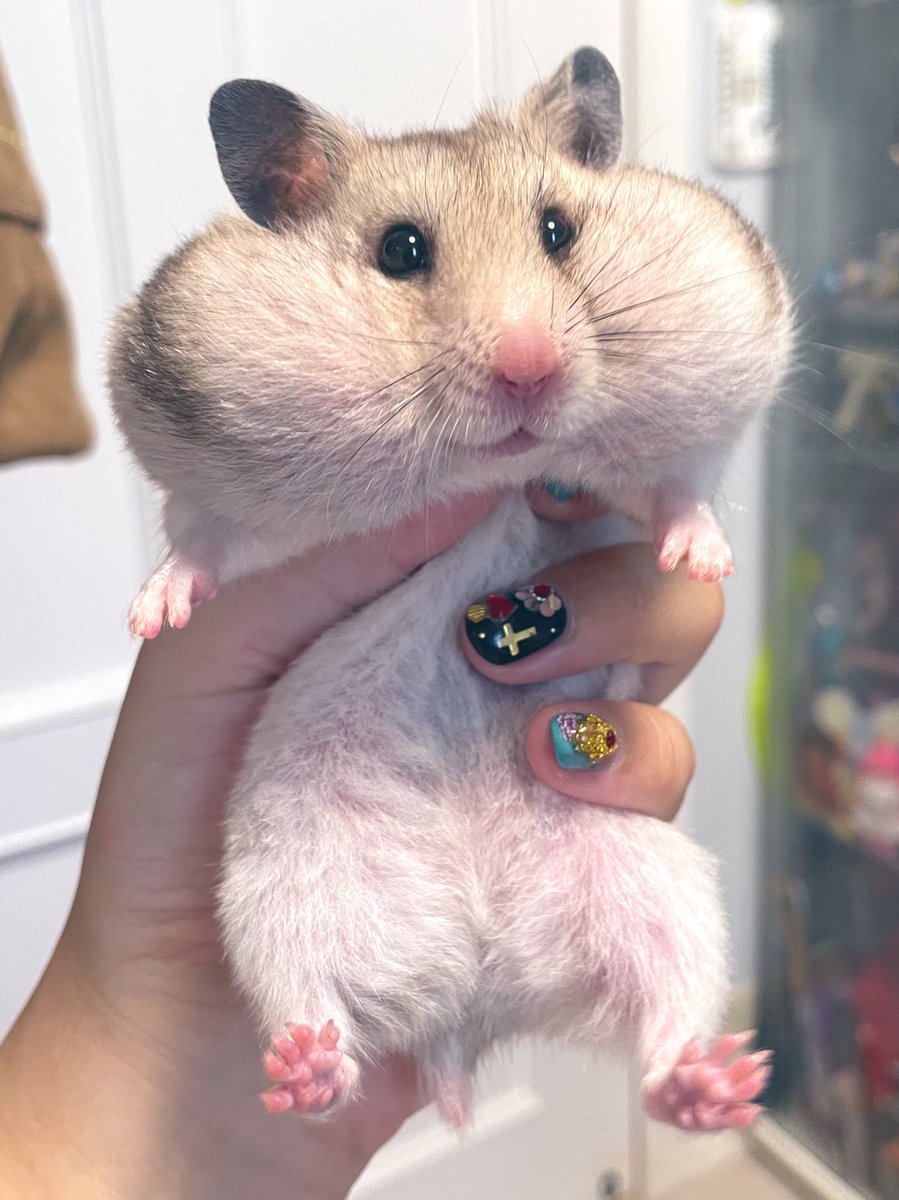 3ハム分のおやつを1人でお持ち帰りしちゃったハムさんがこちら ほっぺが弾けそう 頬袋は宇宙だからな Togetter