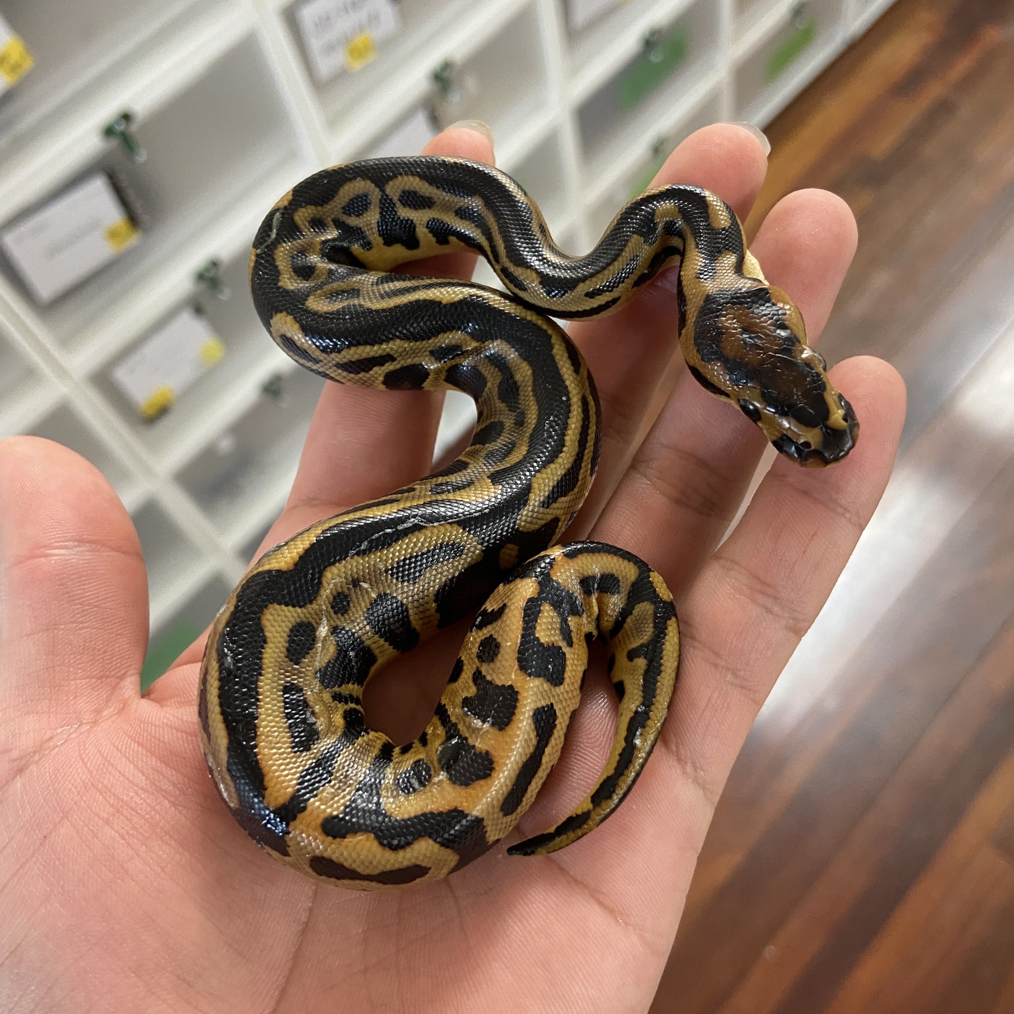 大人 可愛い 服  ヒュドラ3120.爬虫類、レオパ、ボールパイソン リッチ 温室・飼育ケース