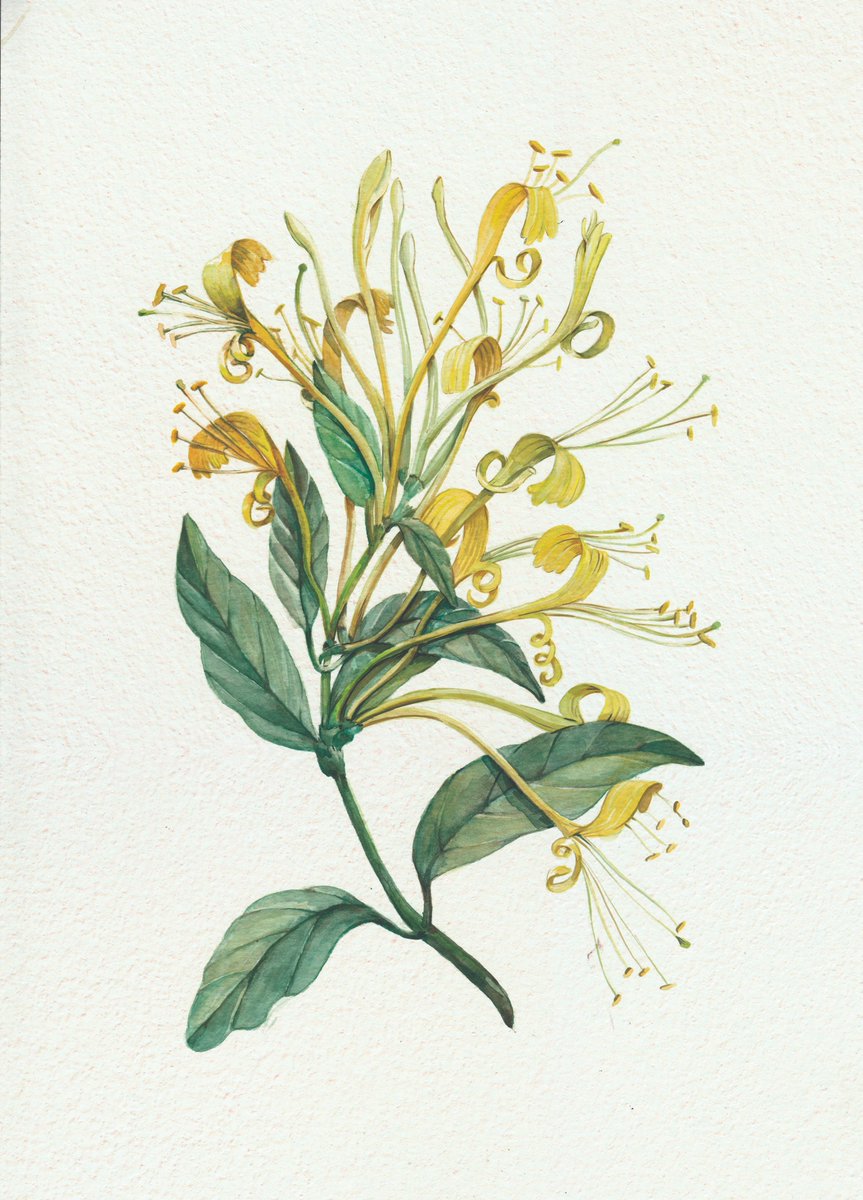 yesterdraw's tweet photo. honeysuckle 5 tez
https://t.co/bbj1jLdPMi

jojoba 3tez
https://t.co/Mg2UPmnvDP

lavender 3 tez
https://t.co/xPx95cX8jA

#minimal  #hicetnunc2000  #nft #collagenft #HEN #obrjkt #NFTartist   
@hicetnunc2000 https://t.co/aCVzTA6Qg2