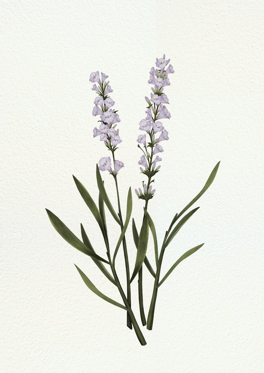 yesterdraw's tweet photo. honeysuckle 5 tez
https://t.co/bbj1jLdPMi

jojoba 3tez
https://t.co/Mg2UPmnvDP

lavender 3 tez
https://t.co/xPx95cX8jA

#minimal  #hicetnunc2000  #nft #collagenft #HEN #obrjkt #NFTartist   
@hicetnunc2000 https://t.co/aCVzTA6Qg2