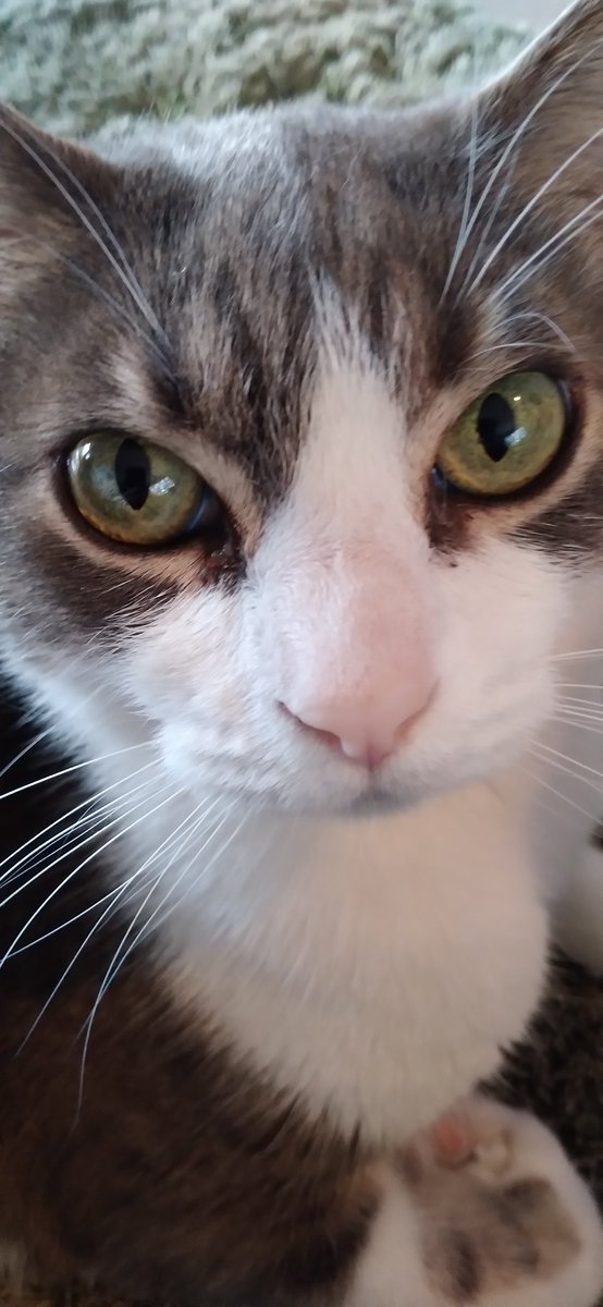 JaneNGrey's tweet photo. @SSparklesDaily Circle of *boops* https://t.co/XjIER8qAvV