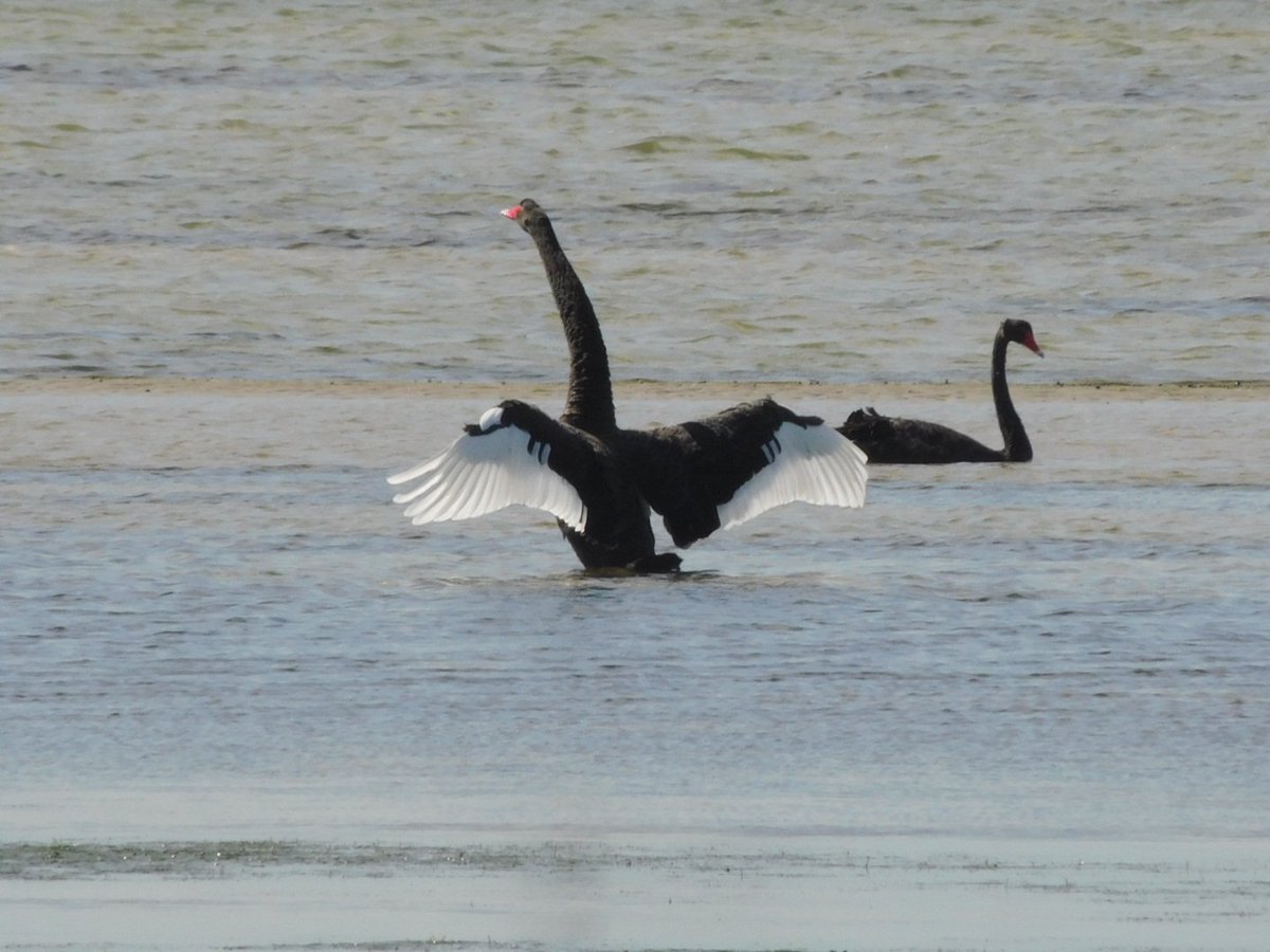 robbiepoet's tweet photo. Spread your wings   

Altona Beach https://t.co/JkKsEgJxVo