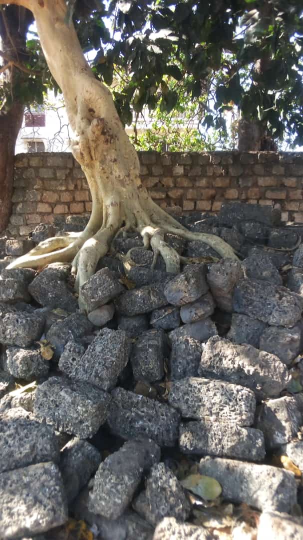 The power and strength of trees in preventing soil erosion exposed for humanity to openly learn.
