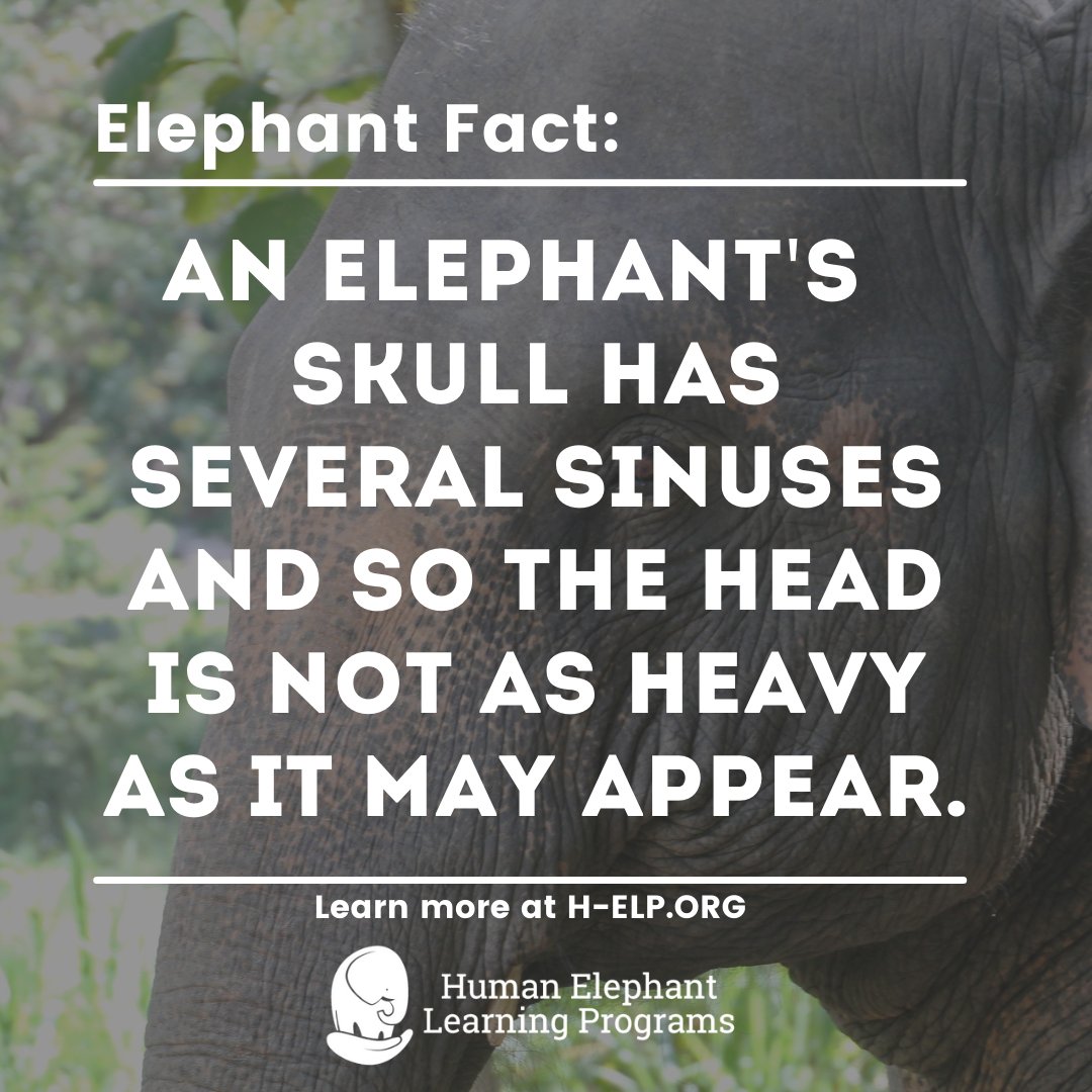 H-ELP - Human Elephant Learning Programs tweet media